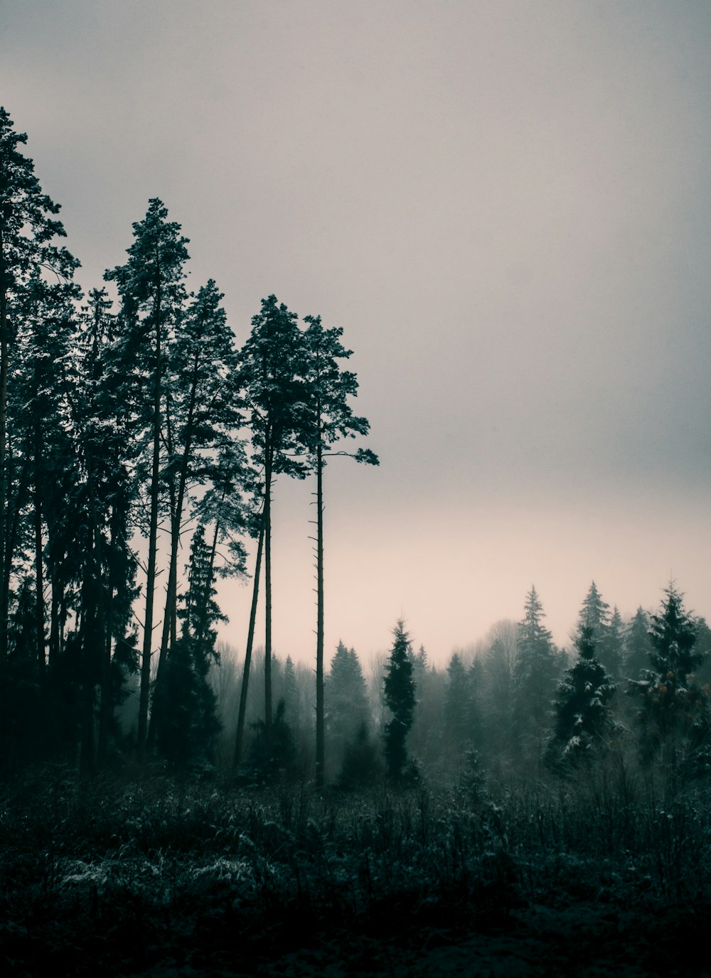 green trees under white sky