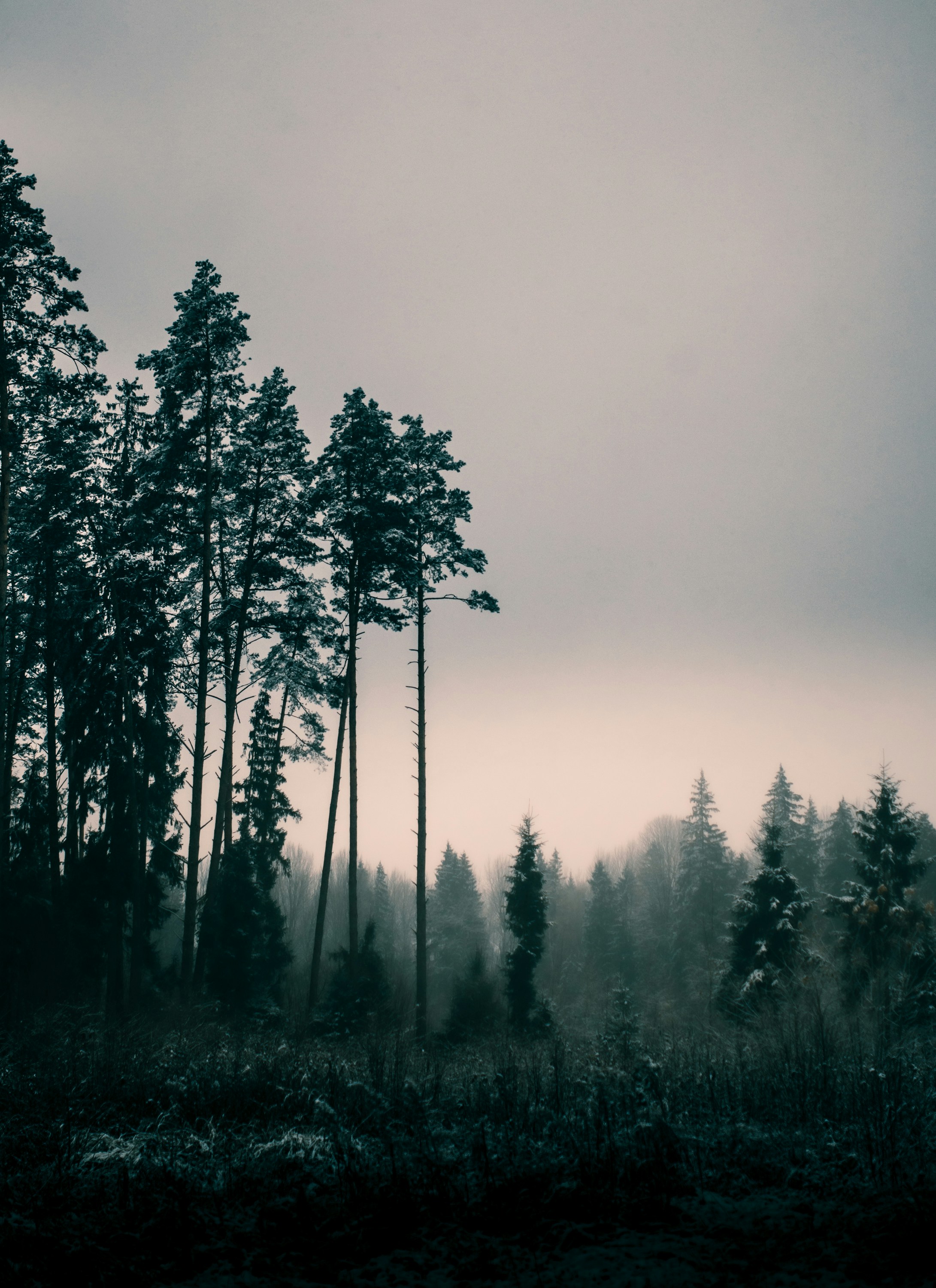 green-trees-under-white-sky