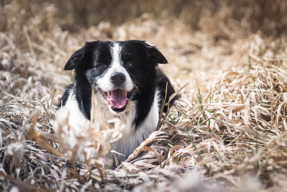 Schwarz-weißer Border Collie liegt tagsüber auf braunem Rasen