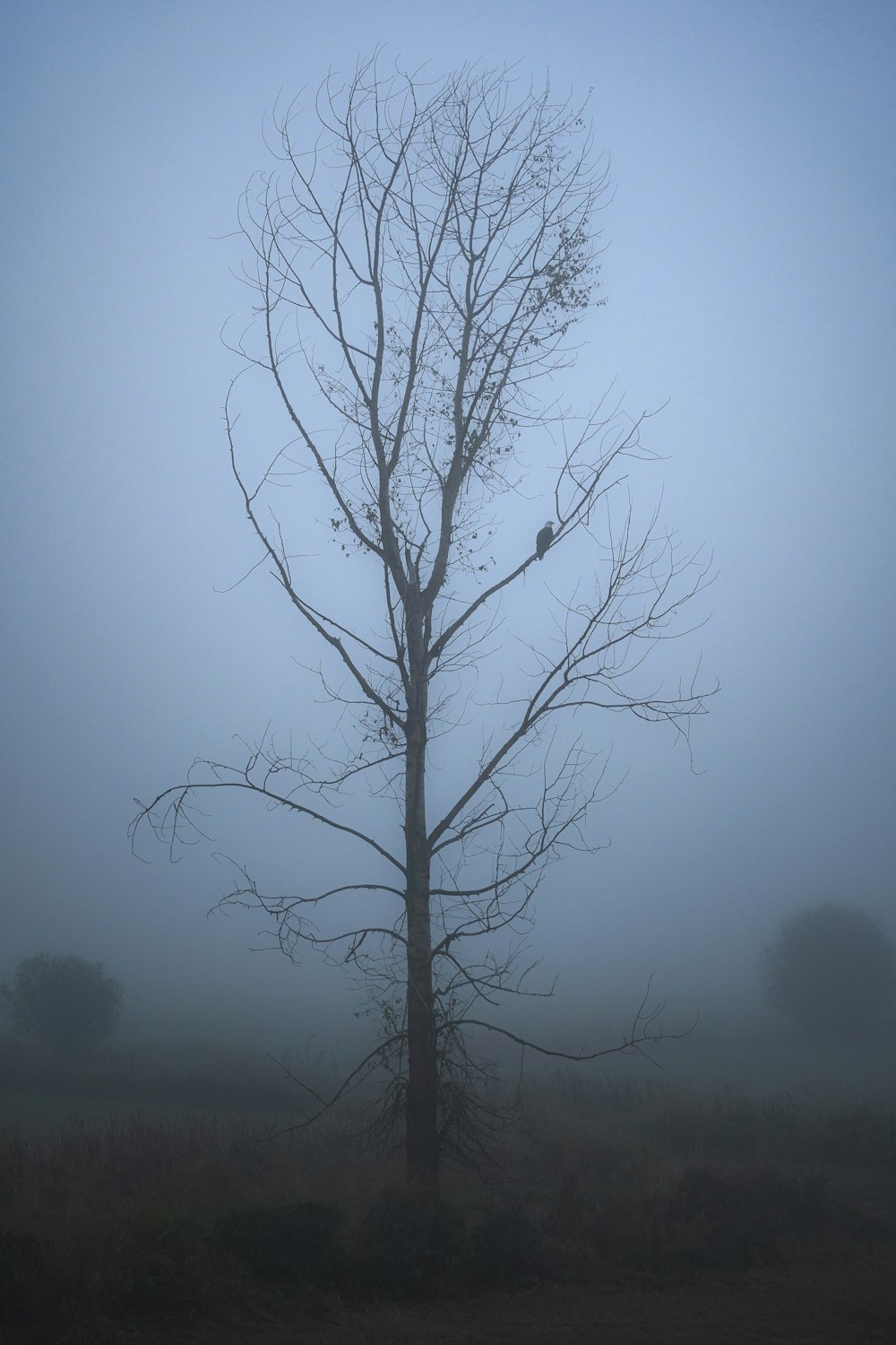 leafless tree on foggy weather