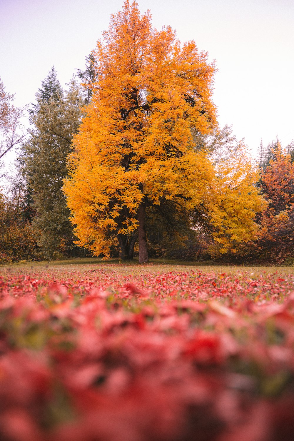 Campo de flores rojas cerca de árboles de hojas amarillas durante el día