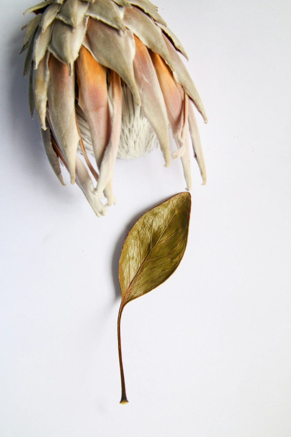 white and brown flower petals