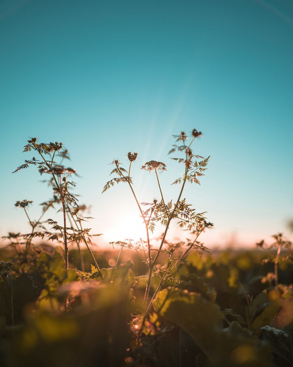 silhouette of flowers during sunset