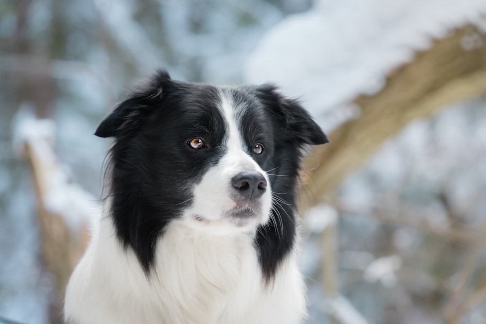 black and white border collie