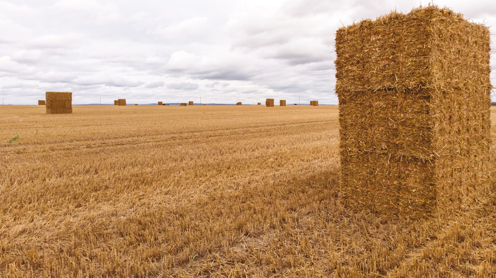 brown grass field under white clouds during daytime