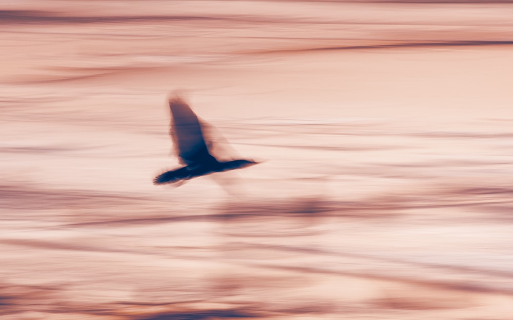 black bird flying over the sea during daytime