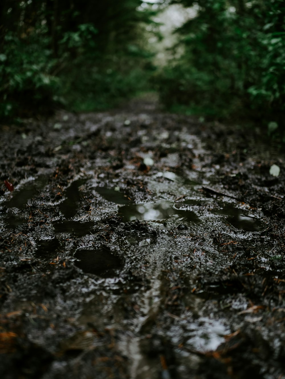 water droplets on black soil