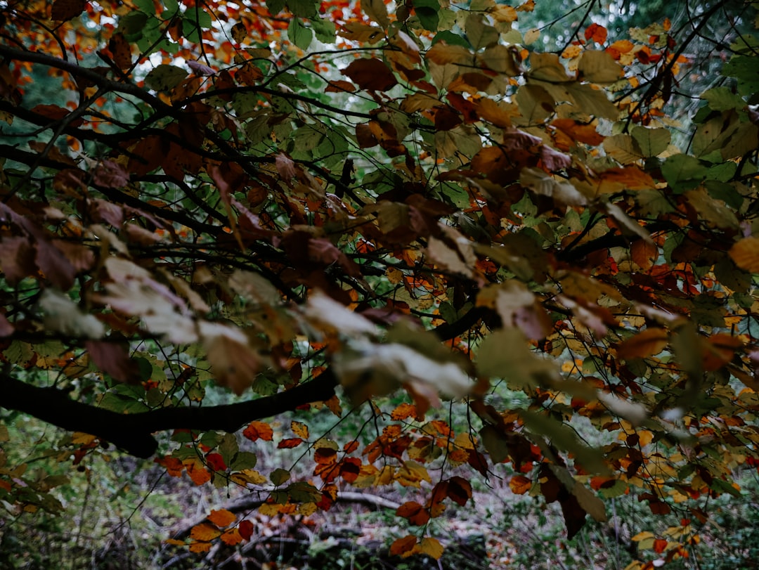 brown and green leaves during daytime