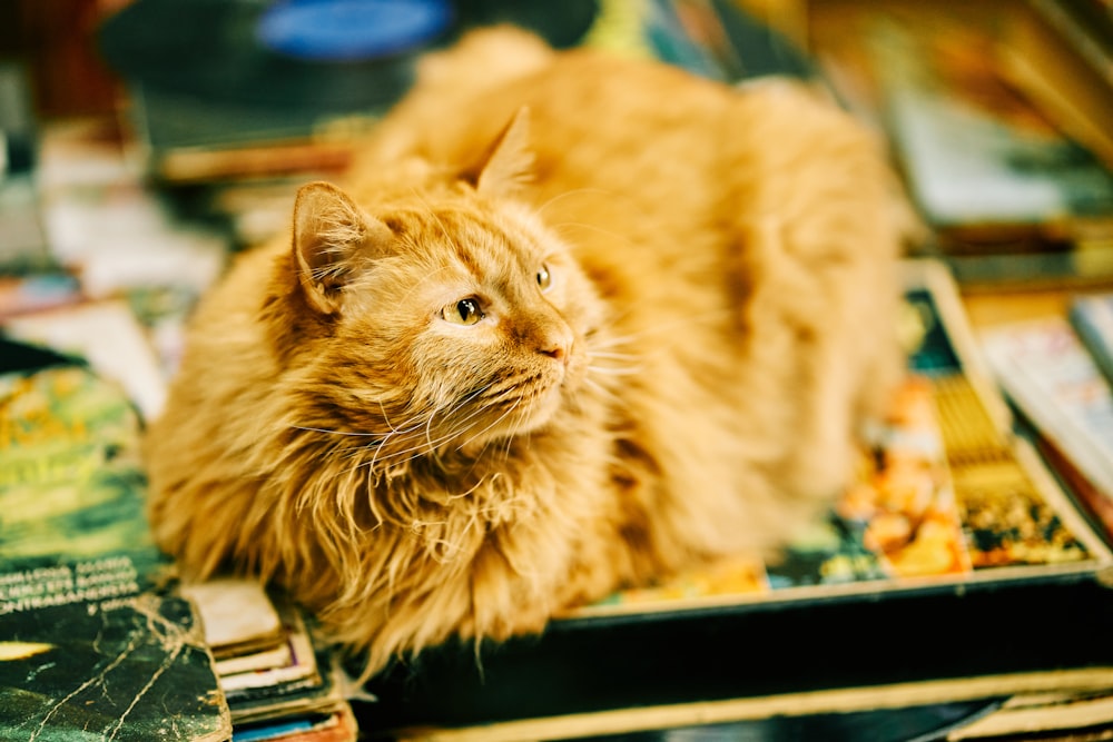 orange tabby cat on table