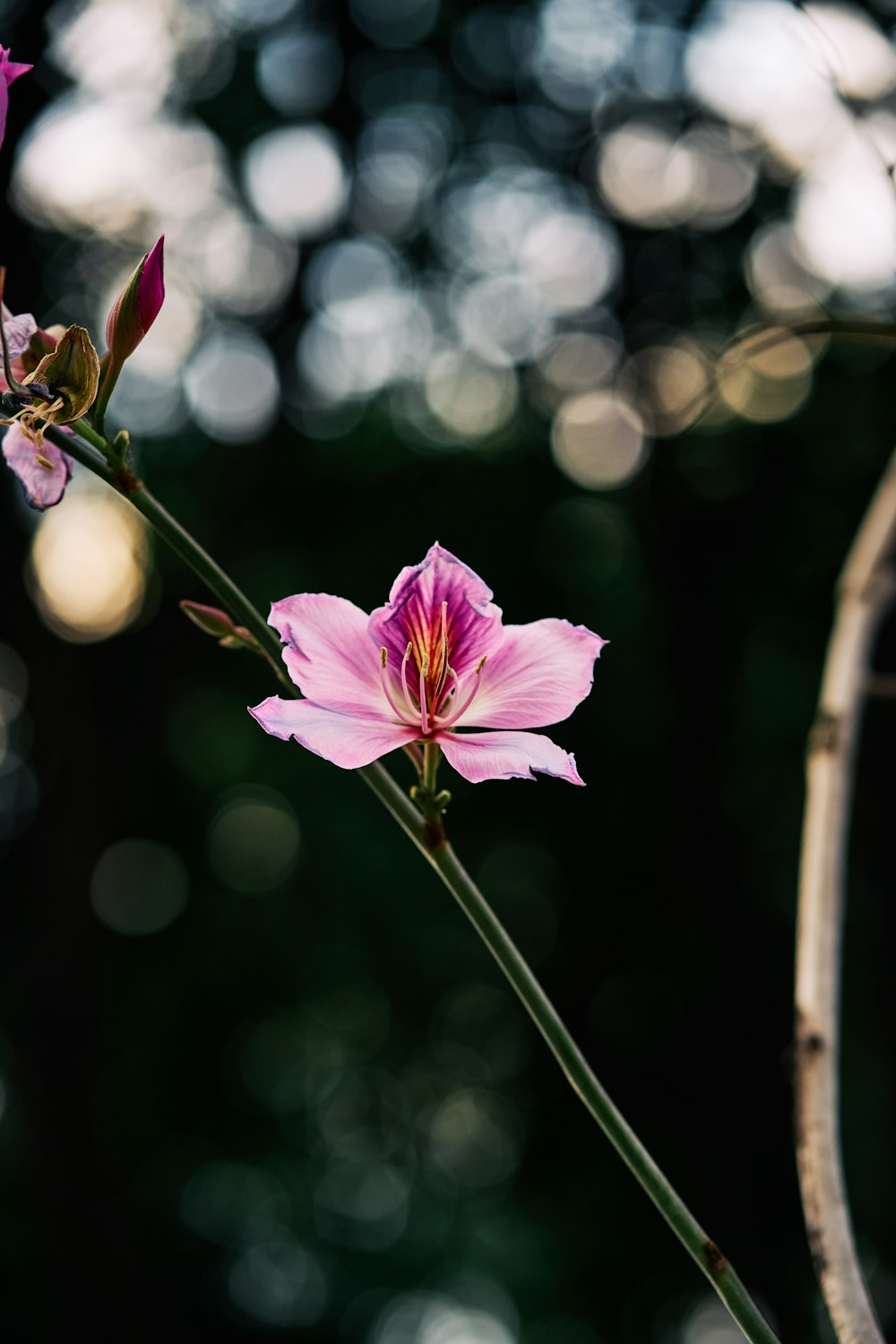 purple flower in tilt shift lens