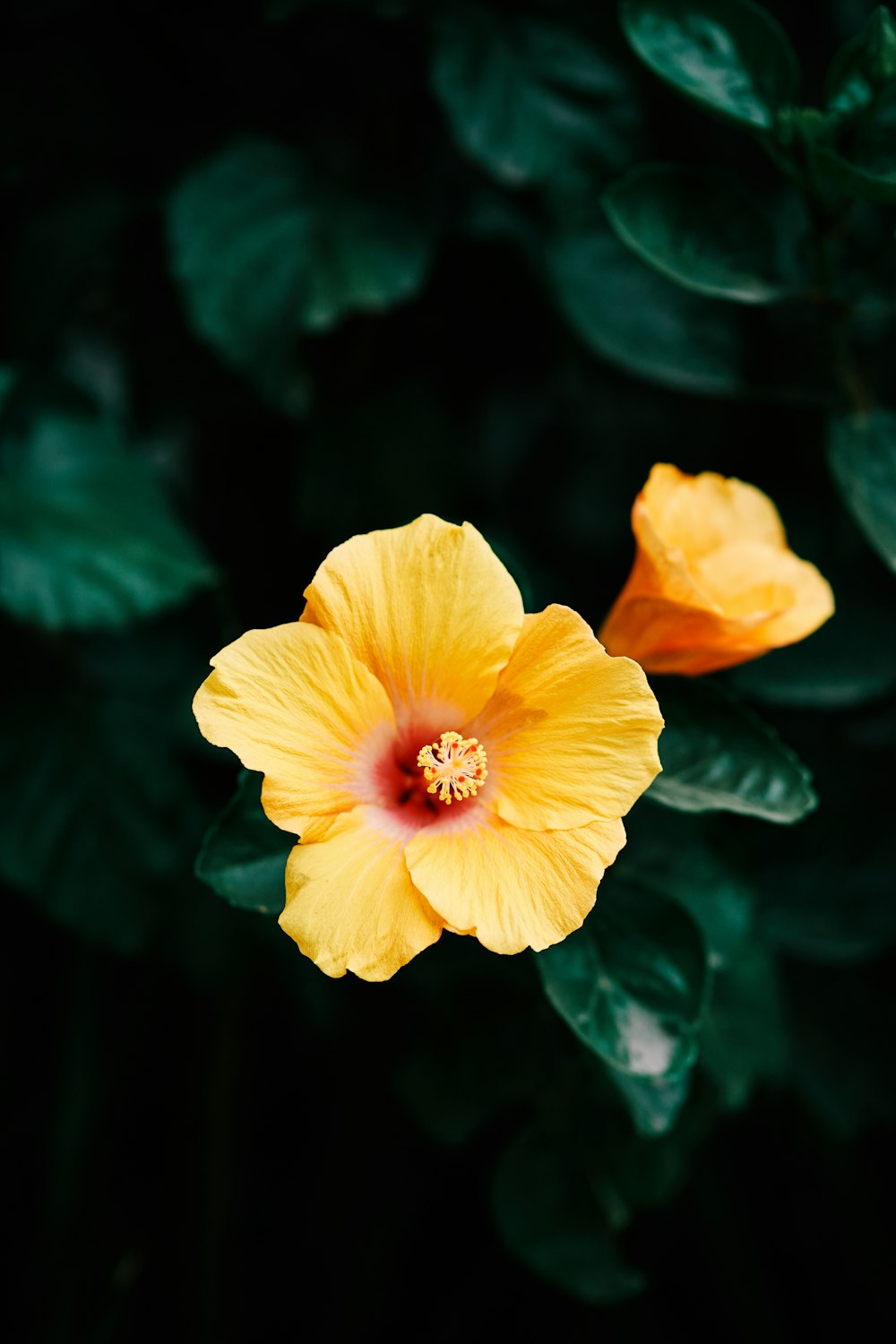 yellow flower in tilt shift lens