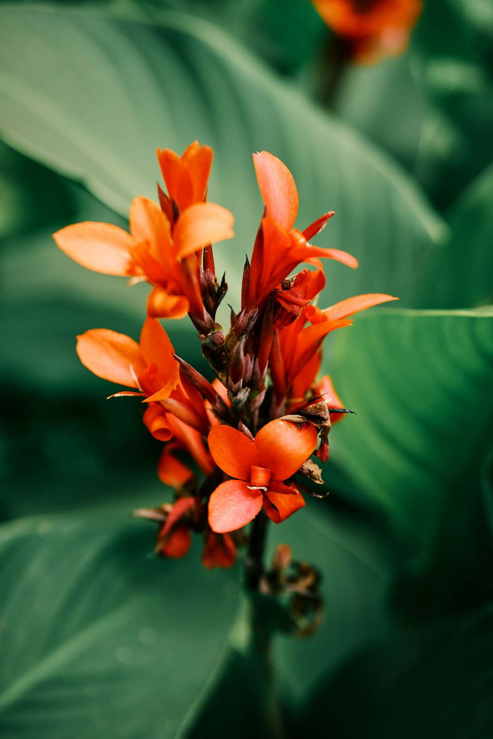 orange flower in tilt shift lens