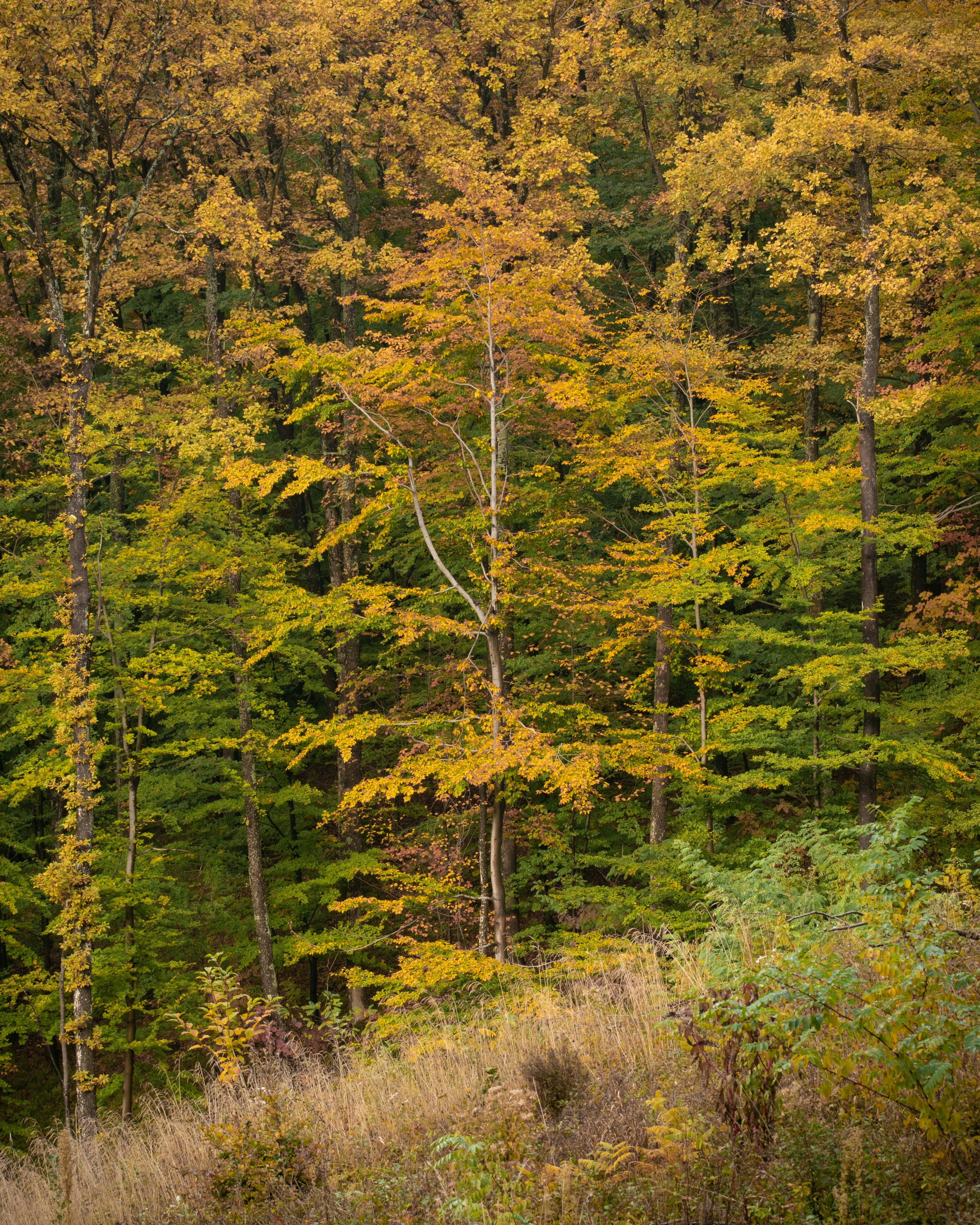 Photo by vjeblackbirdlion