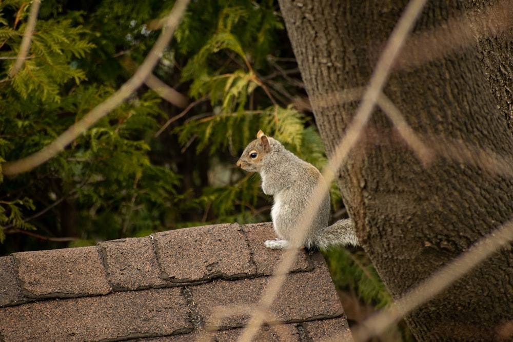 gray squirrel on brown concrete wall during daytime