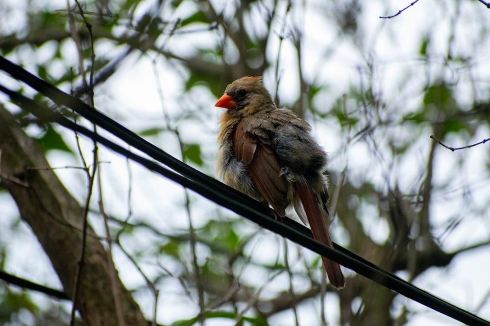 pájaro rojo y gris en la rama de un árbol