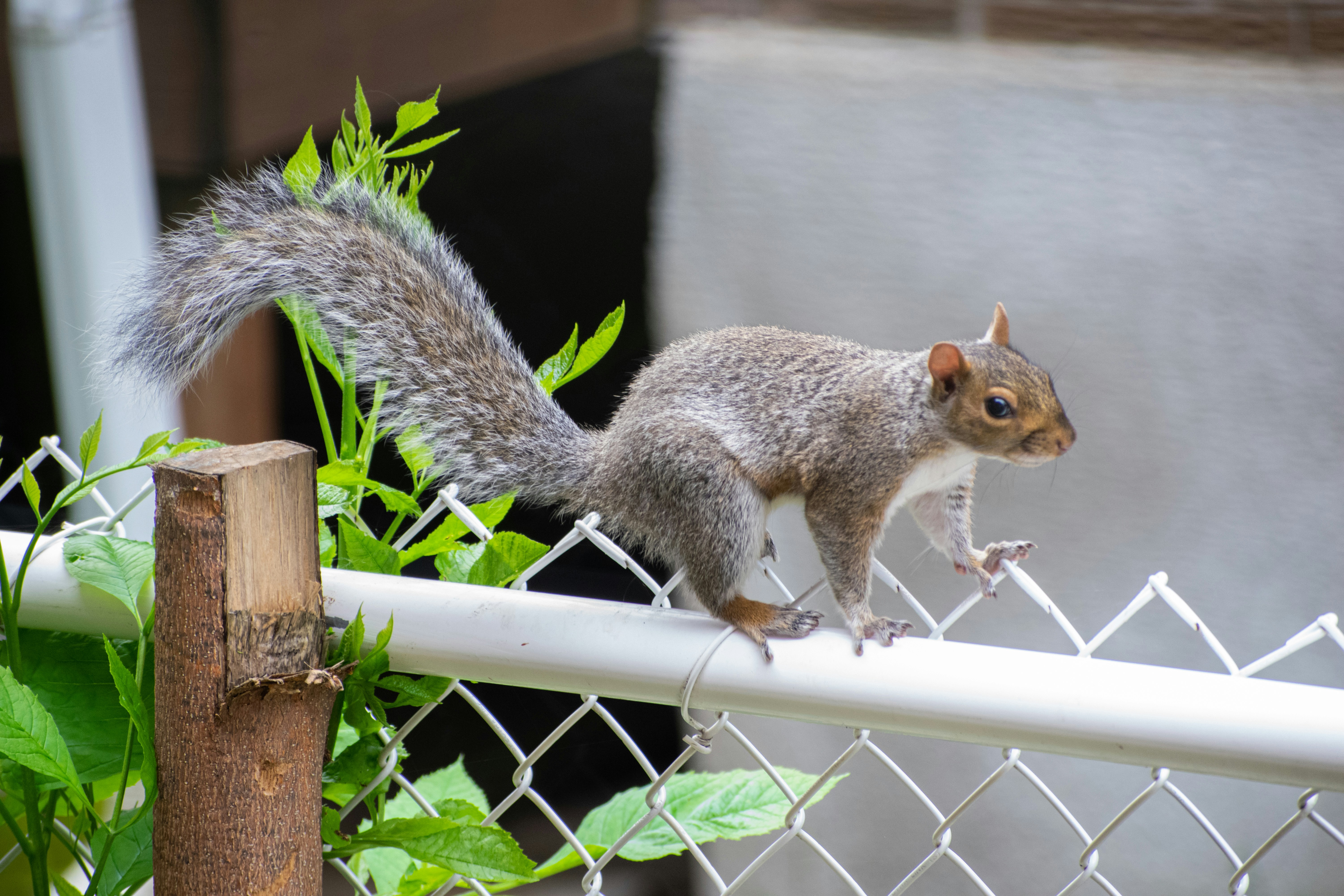 brown squirrel on white metal fence during daytime