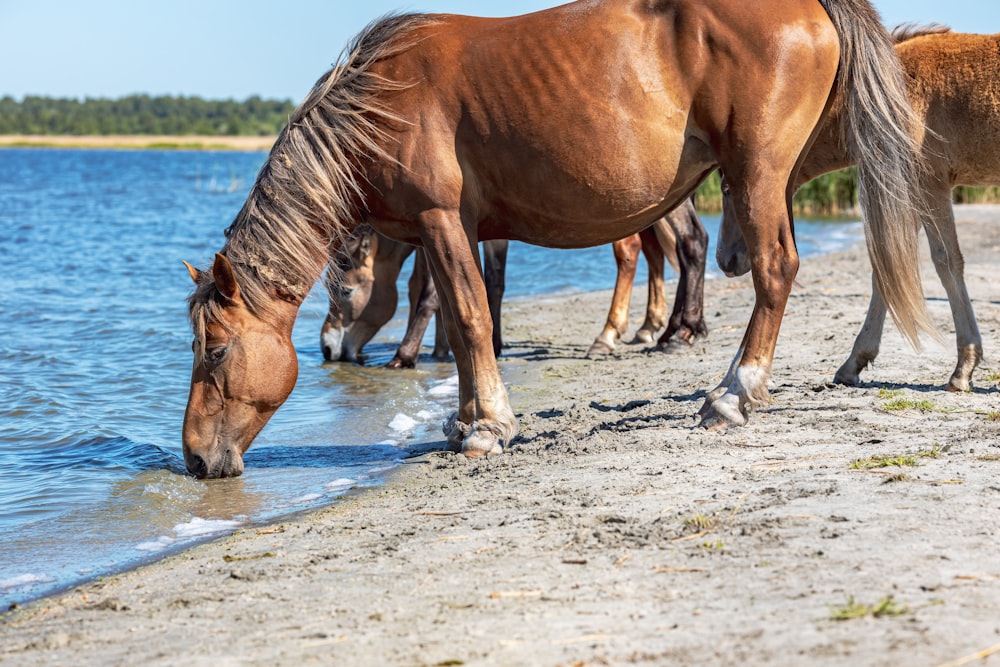 horse training services