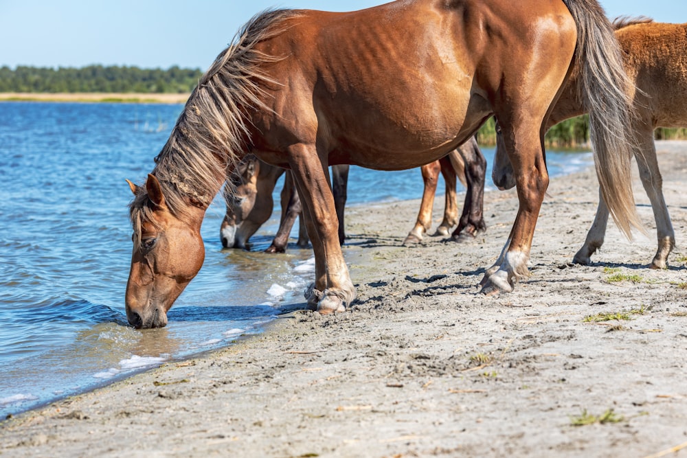 brown horse running on water during daytime