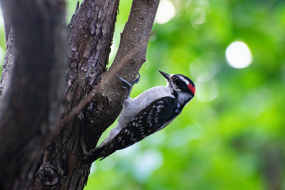 white black and red bird on brown tree branch during daytime