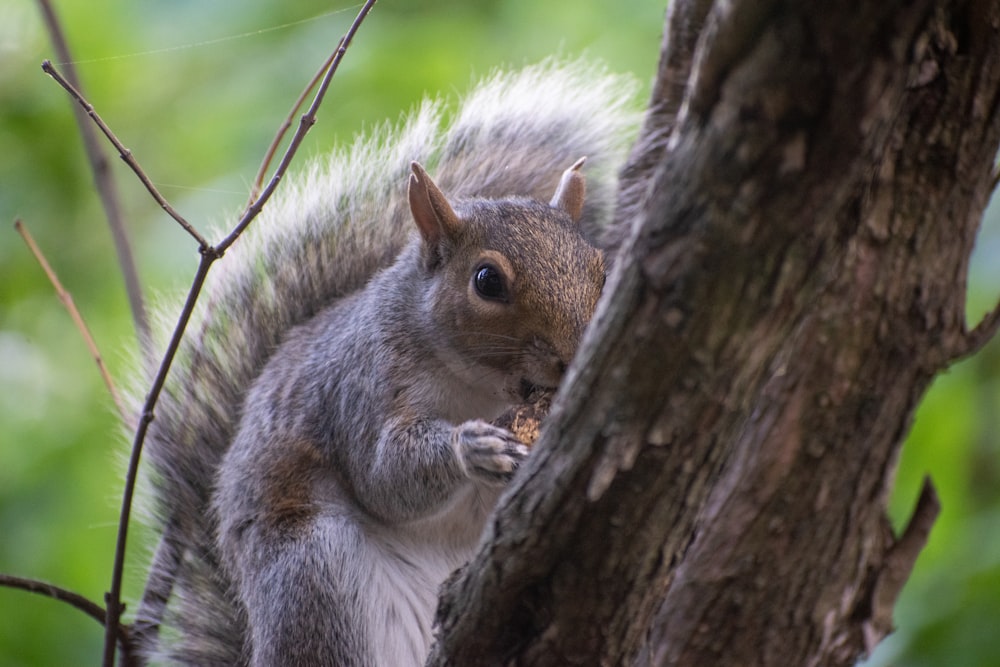 gray squirrel on brown tree branch during daytime