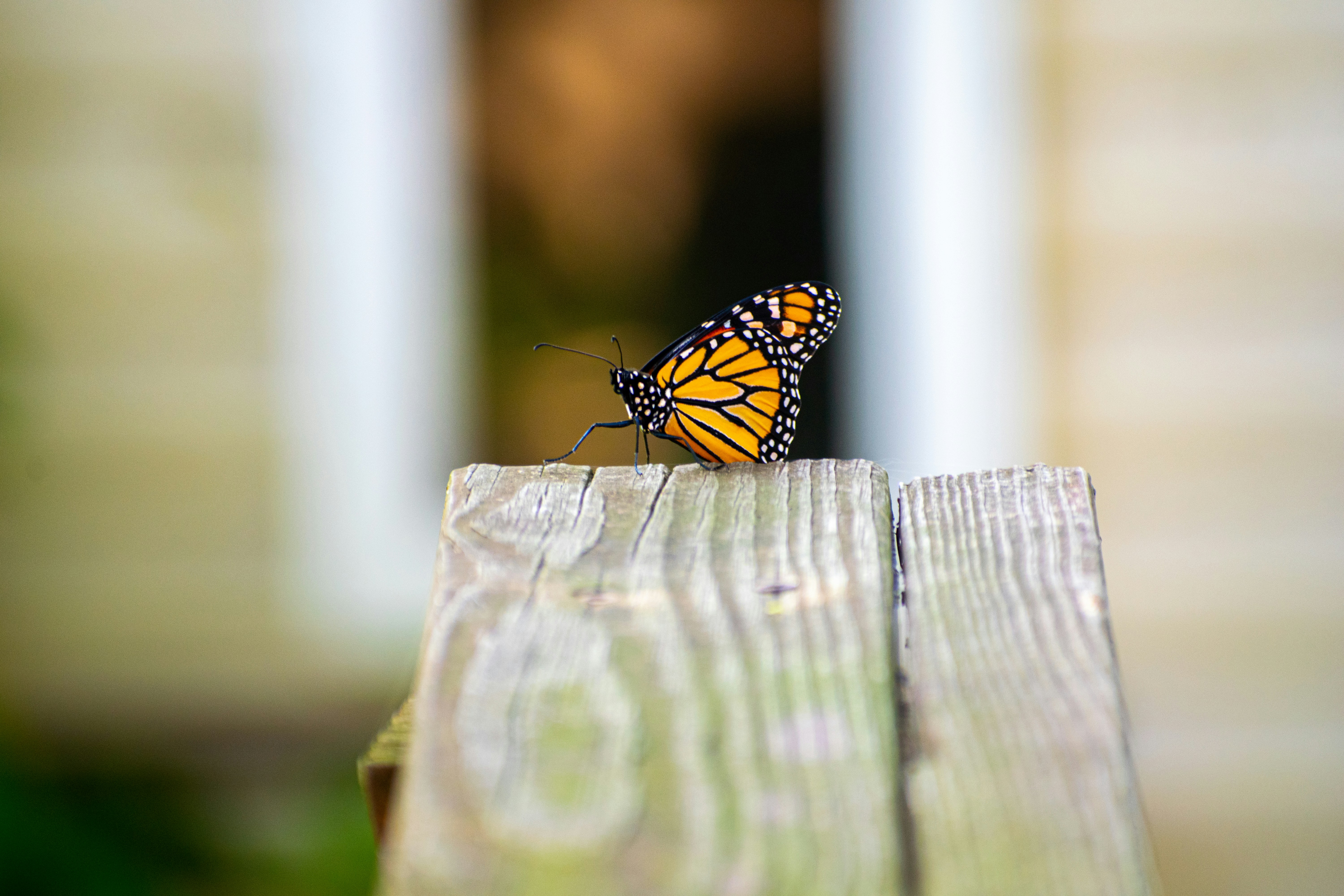 monarch butterfly perched on brown wooden fence during daytime