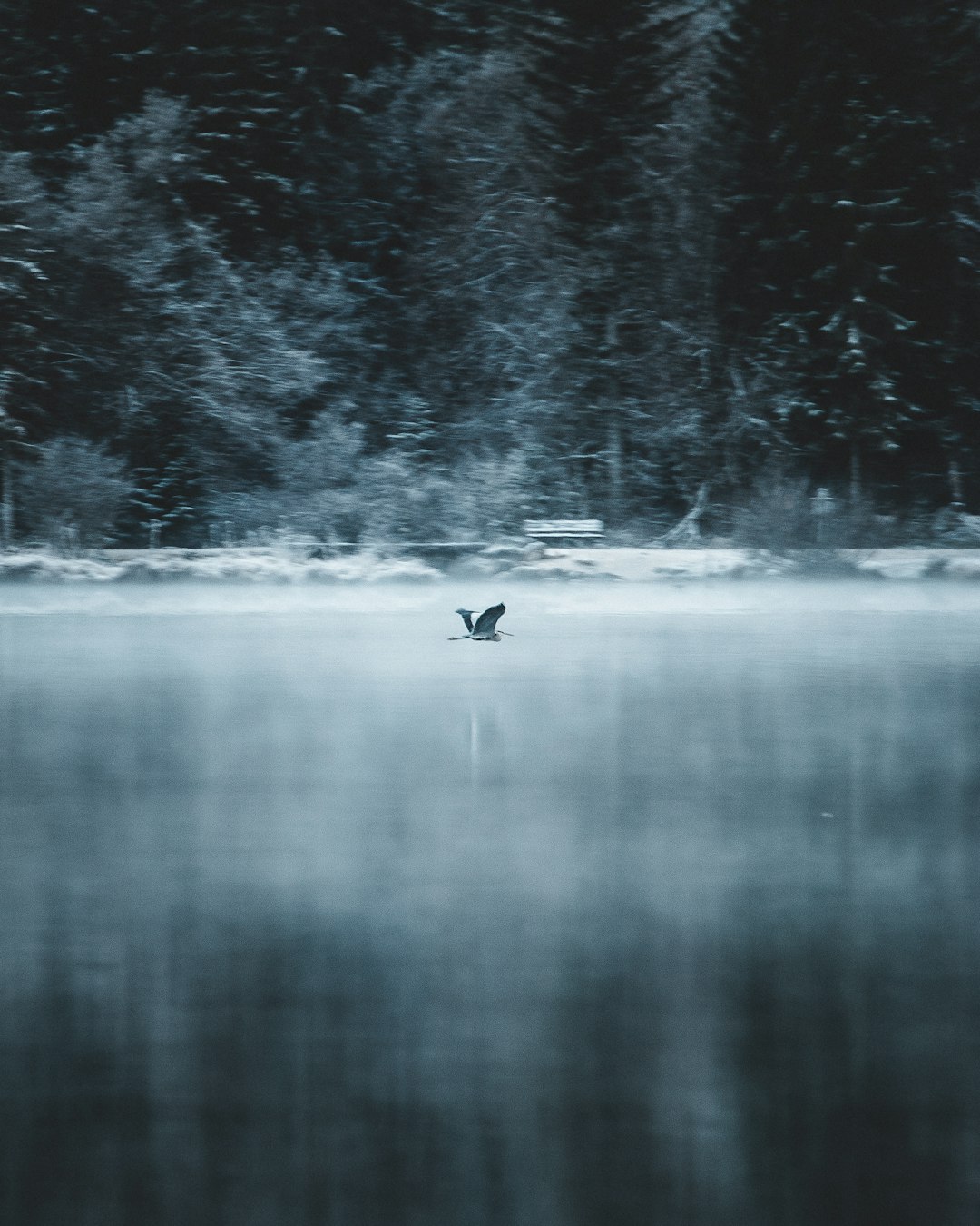 black duck on lake during daytime