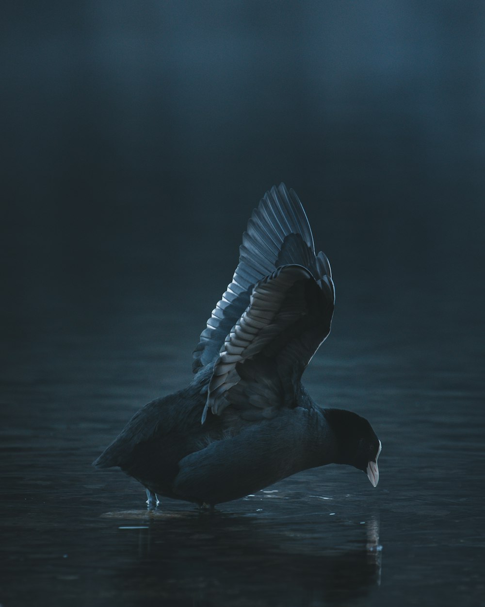 black and white bird flying over body of water