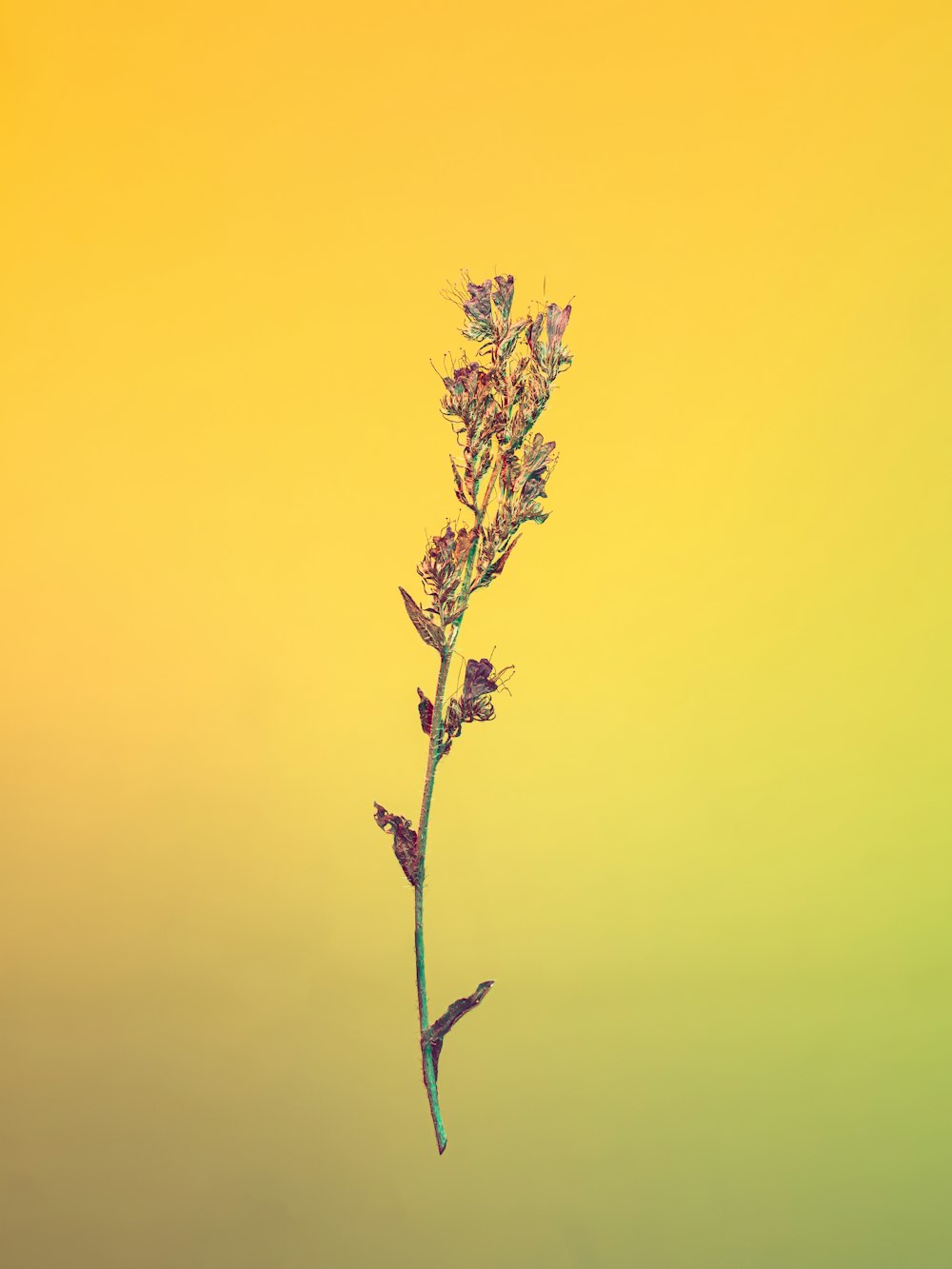 黄色い空の下の茶色の植物