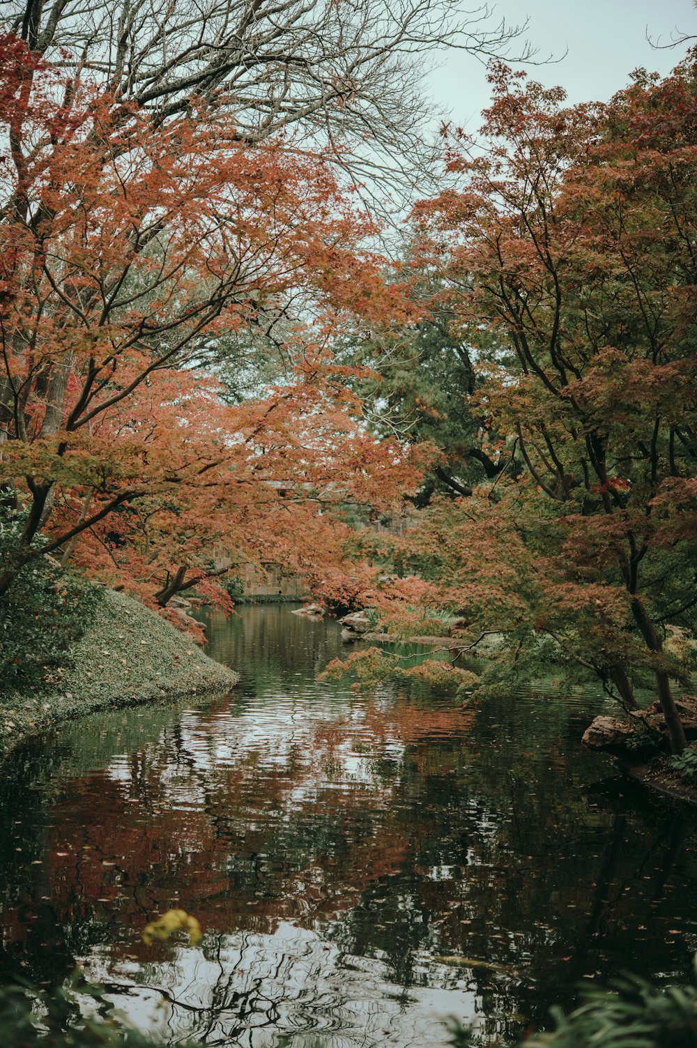 red leaf trees near river during daytime