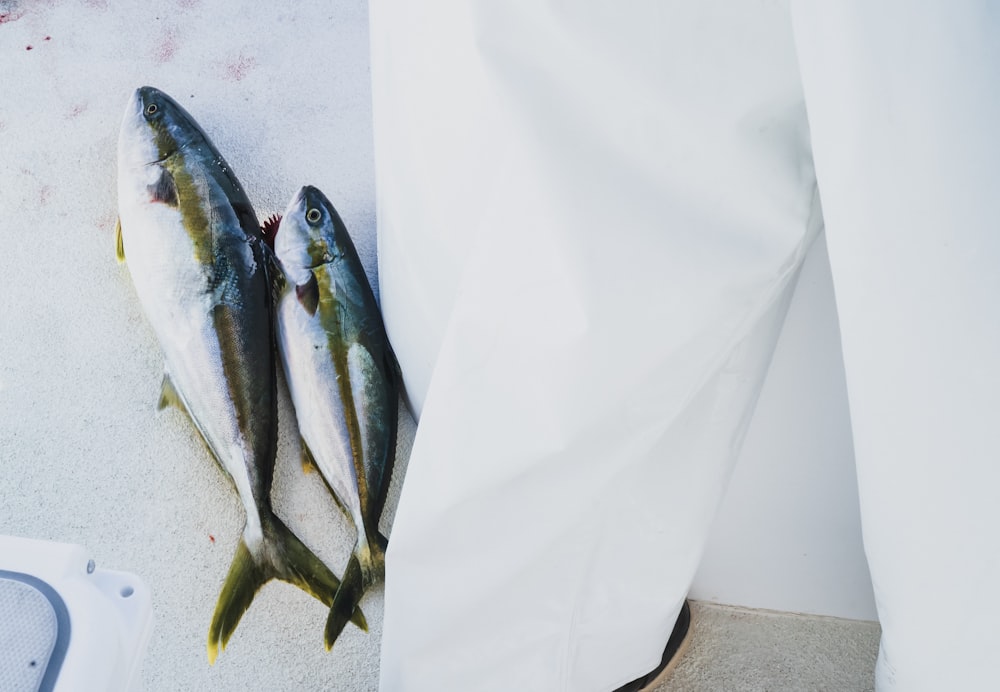 poisson argenté sur textile blanc