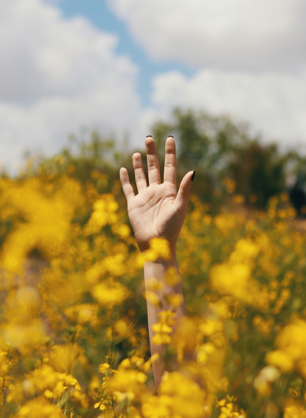persons left hand on yellow flower field during daytime