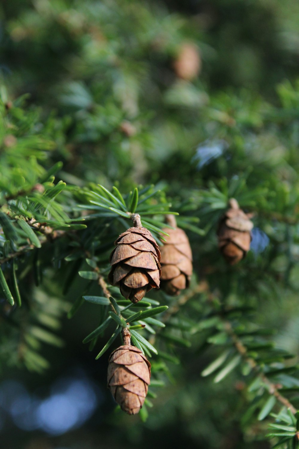 brown pine cone on green plant
