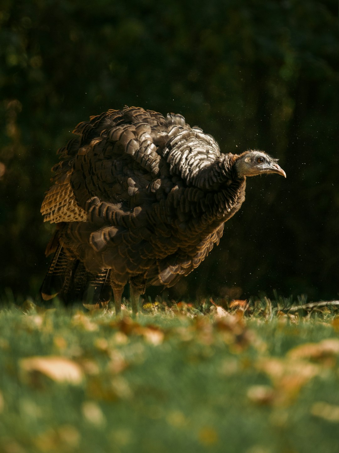 black and brown turkey on green grass field during daytime