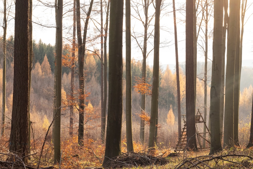 brown trees on forest during daytime