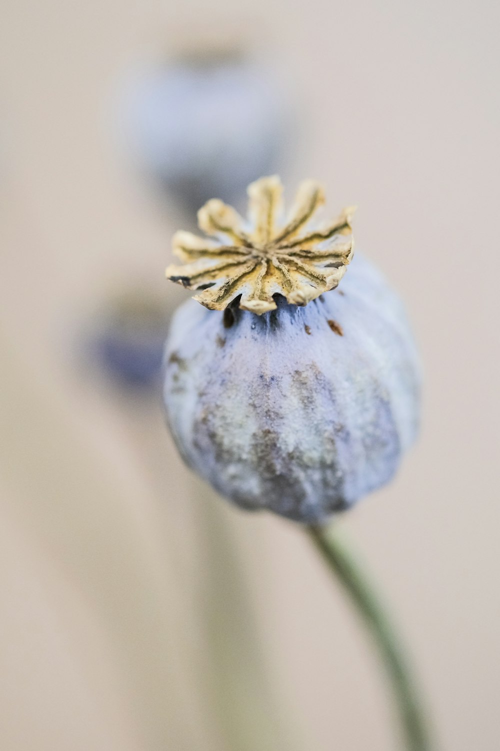 white flower in tilt shift lens