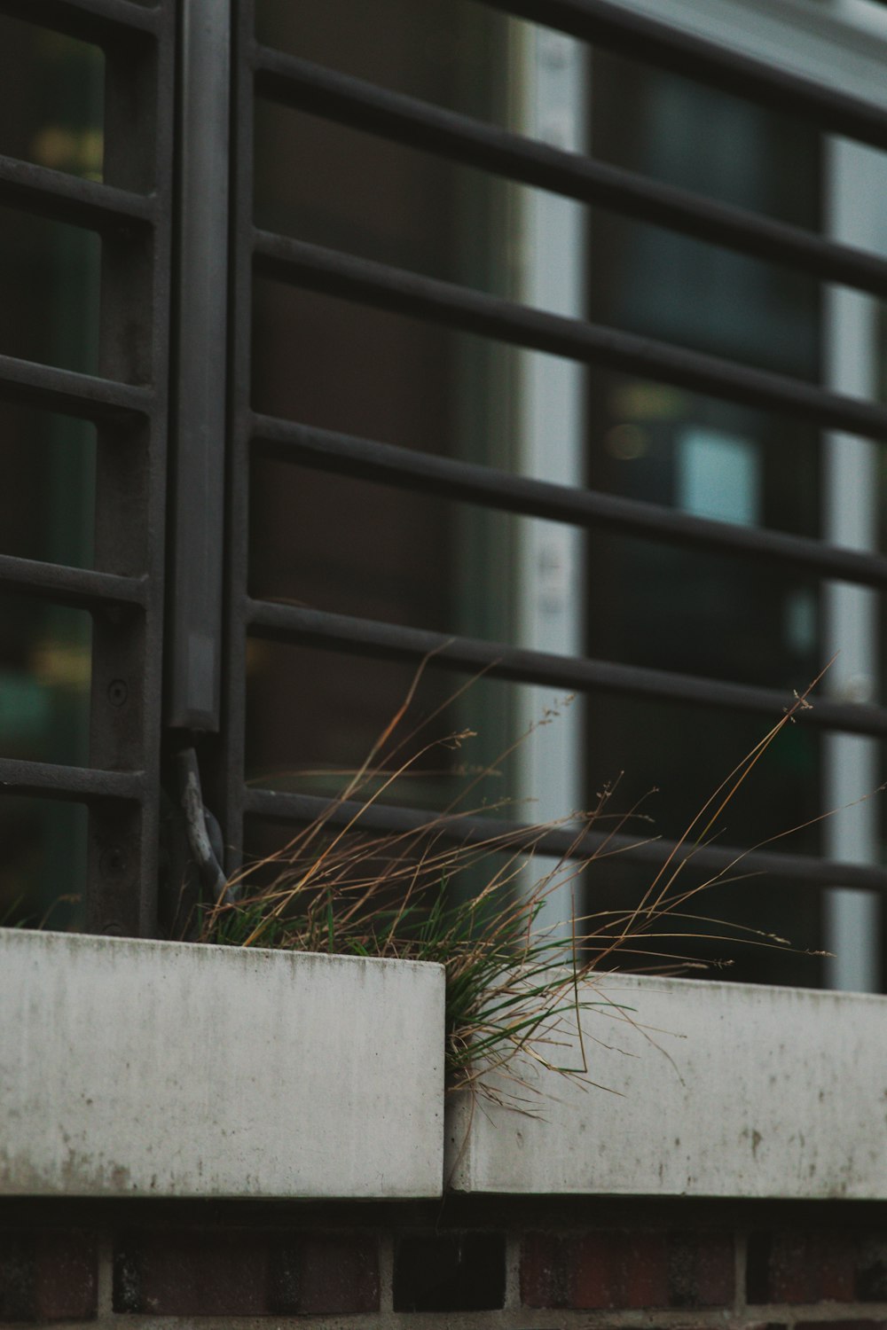 white wooden fence near brown grass