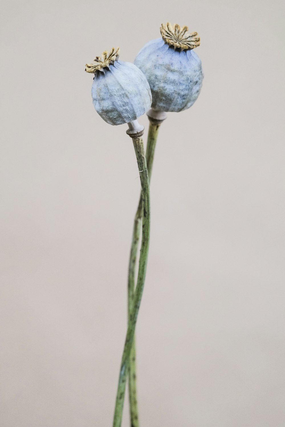 blue flower with green stem