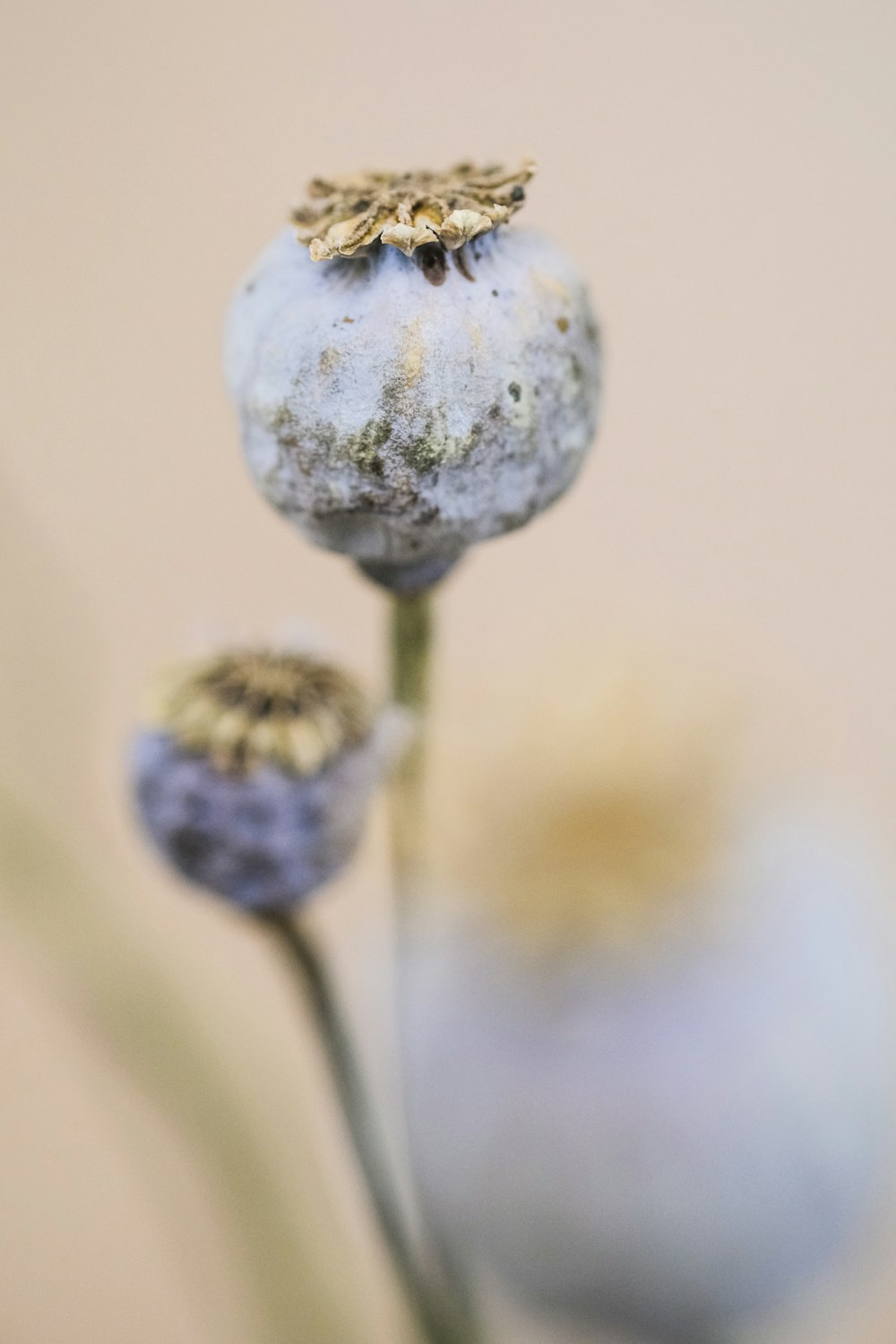 white flower bud in close up photography