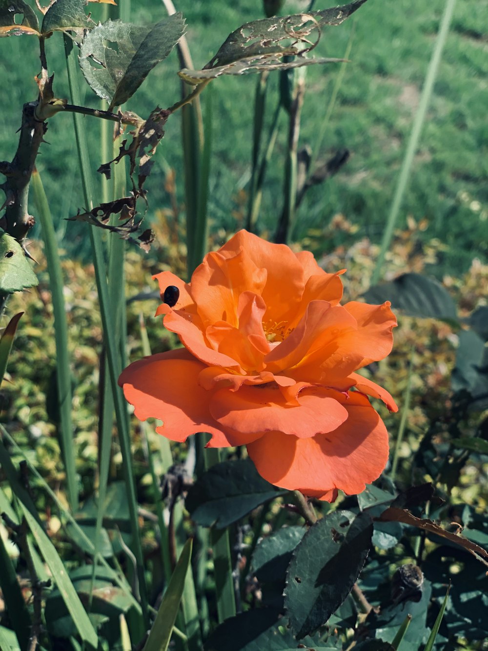 orange flower in tilt shift lens