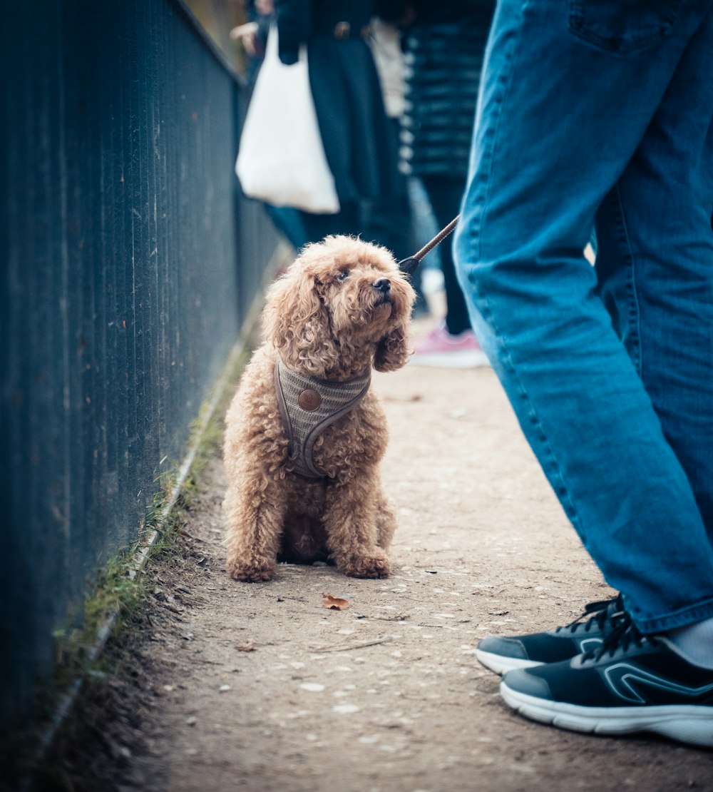 brown long coated small dog on gray concrete floor