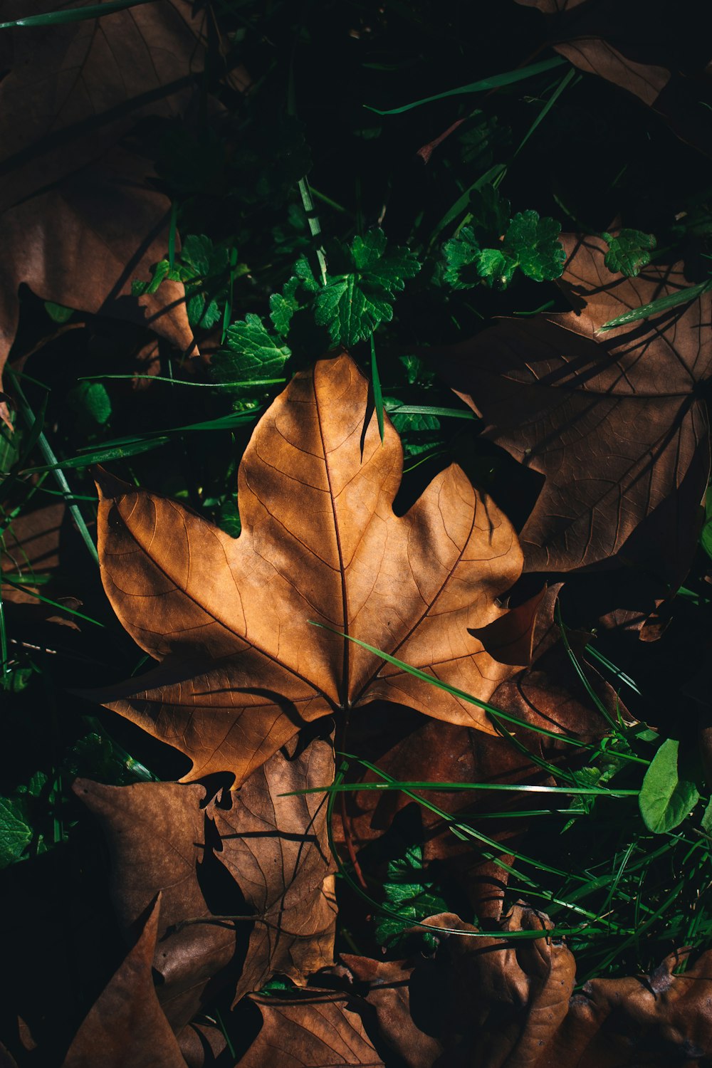 feuille séchée brune sur herbe verte