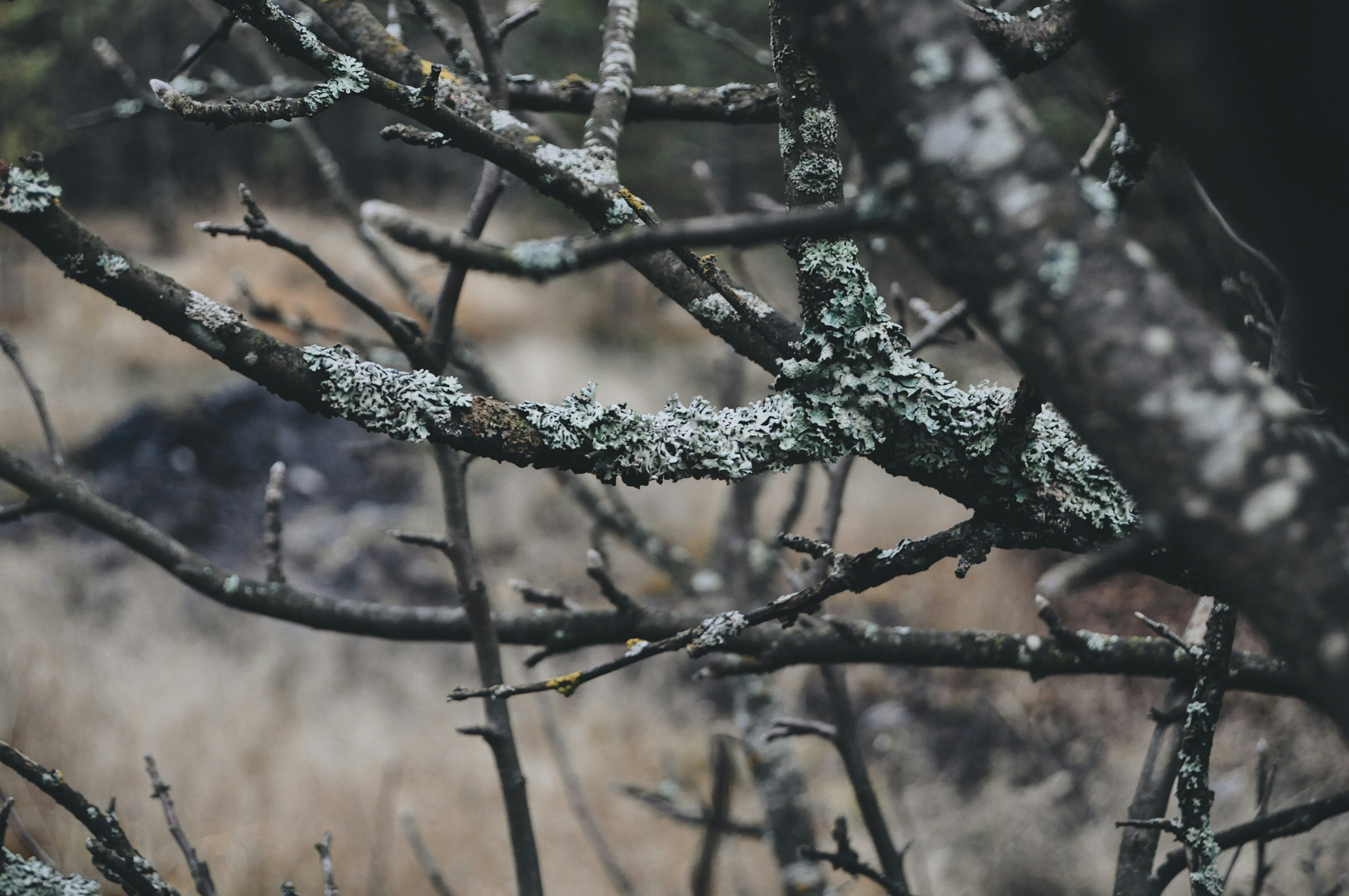 green and brown tree branch