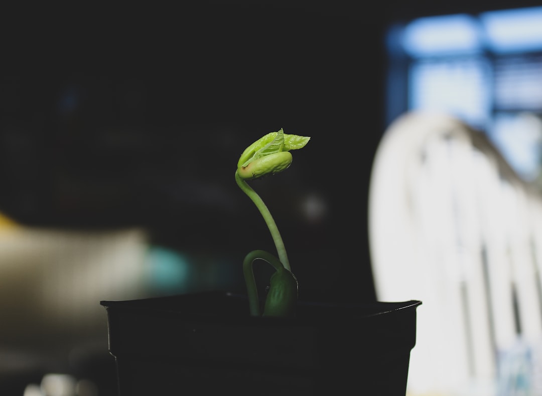 green plant on black pot