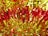 A close-up of vibrant hair tinsel strands in various colors, elegantly arranged to showcase their sparkle and shine.