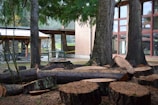 A collection of cut tree logs is scattered on the ground, surrounded by tall, standing trees with a building in the background. There are also bike racks and a sheltered area nearby.