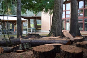 A collection of cut tree logs is scattered on the ground, surrounded by tall, standing trees with a building in the background. There are also bike racks and a sheltered area nearby.