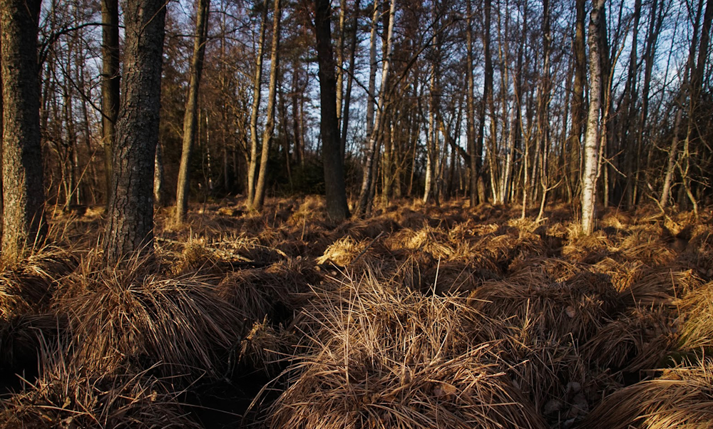 brown and green trees during daytime