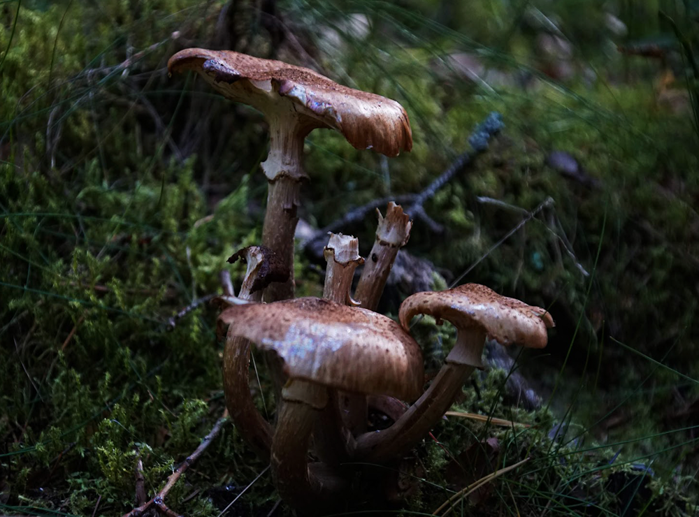 brown mushroom on green grass