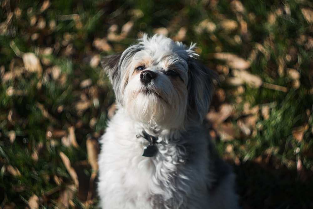 Perro pequeño de pelaje largo blanco y negro