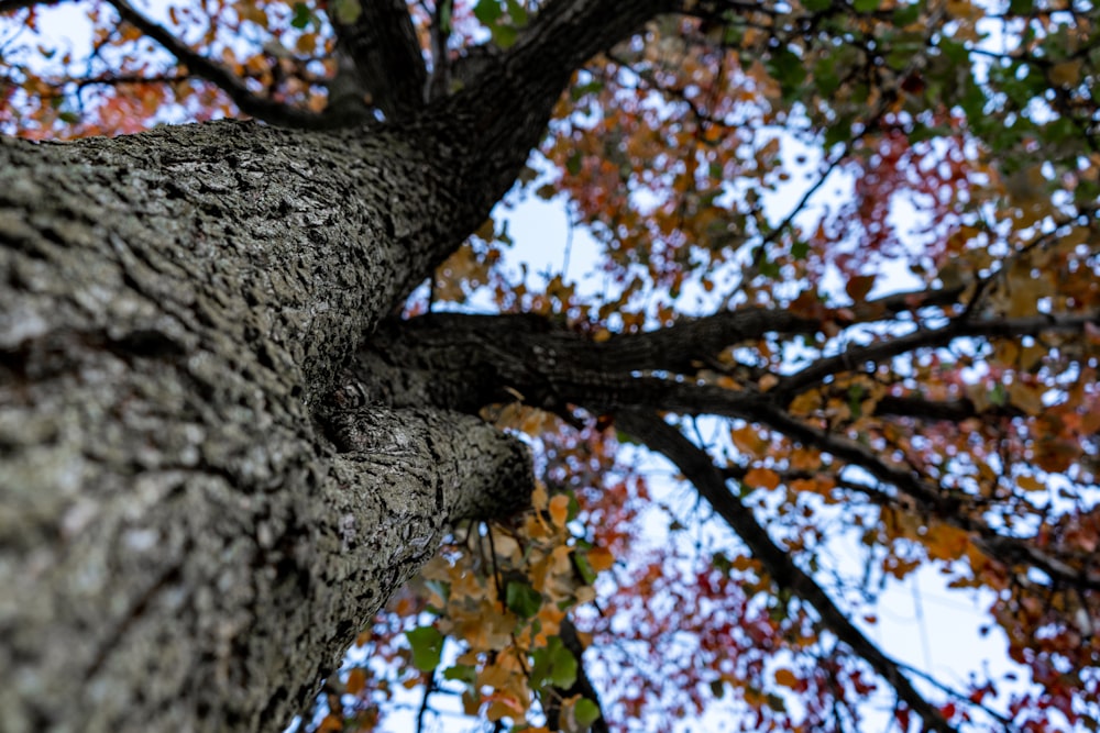 brown and green tree during daytime